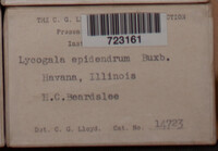 Lycogala epidendrum image